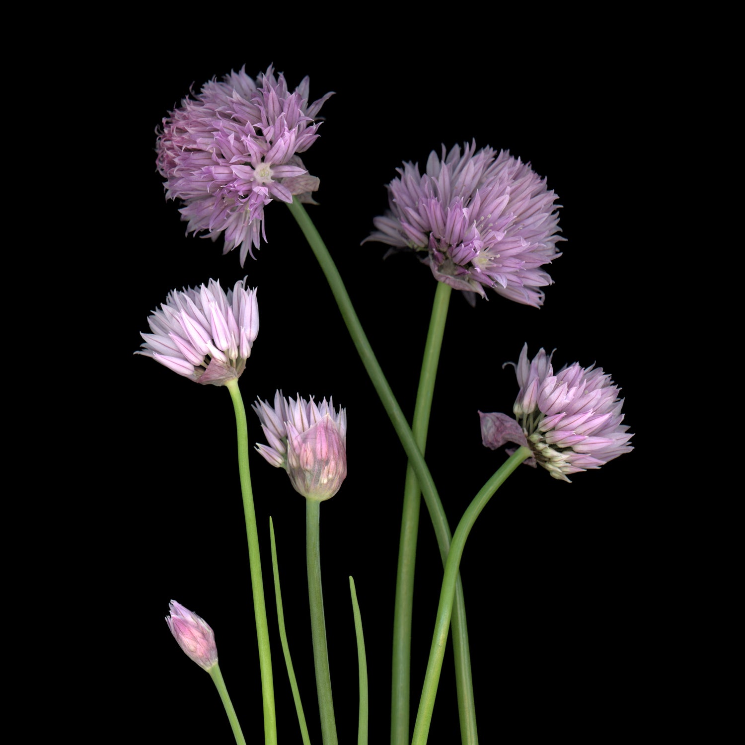 chives on a black background oe-355 carmen grenier scanography