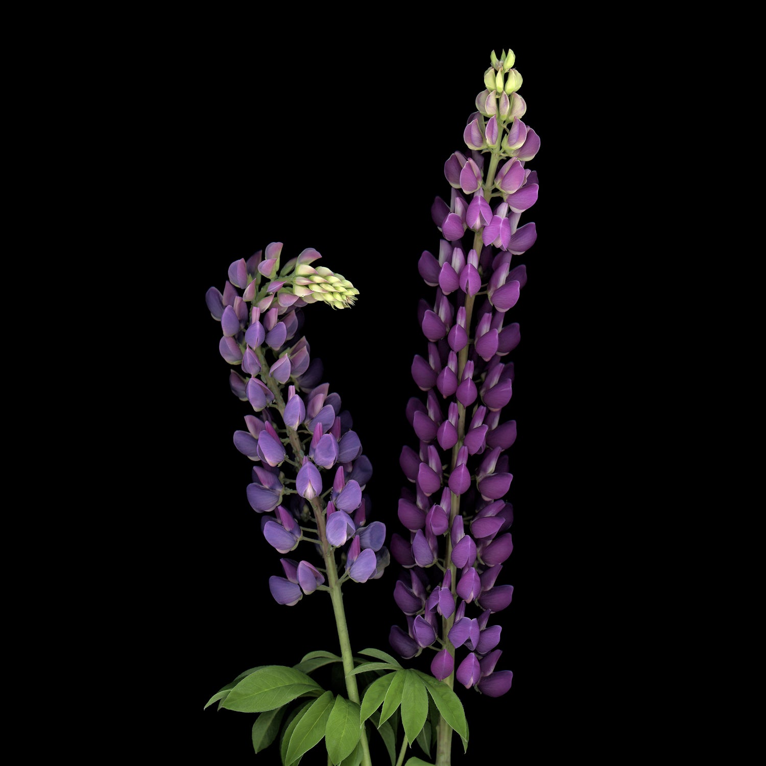 lupins pair flowers on black background carmen grenier oe-351