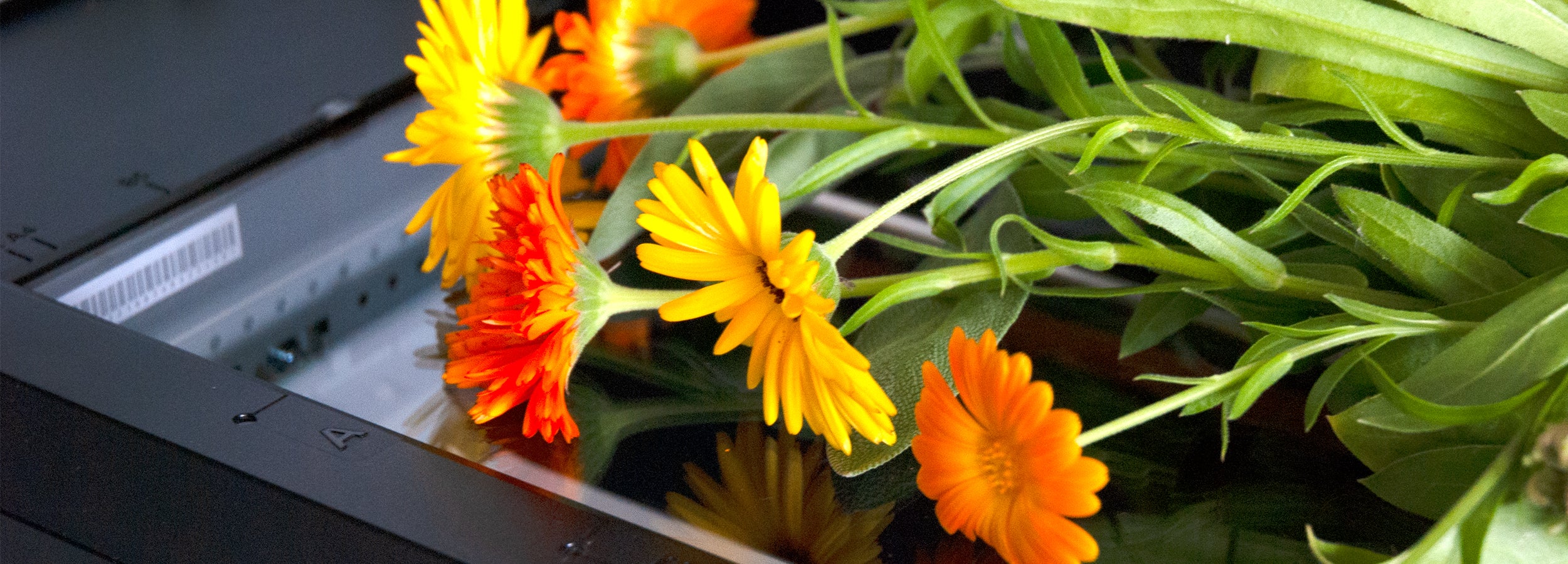 scanner yellow and orange calendula flowers how to scanography