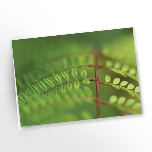 Greeting card, Close-up of the green foliage of a Jacaranda mimosifolia. SKU: GC-407