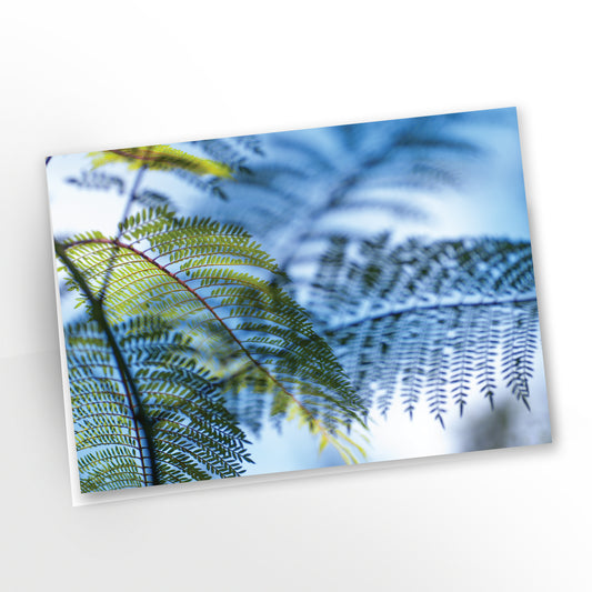 Jacaranda mimosifolia No. 2  | Greeting Cards