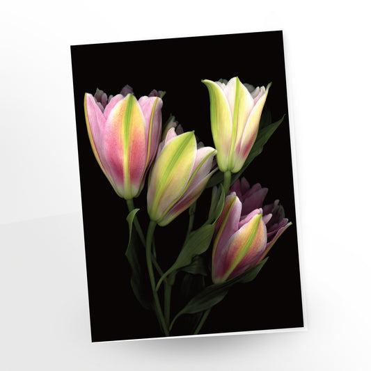 colourful asiatic lilies on a black background, greeting card by carmen grenier, sku gc-117