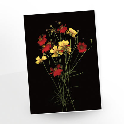 blank art card, bouquet of coreopsis tinctura on a black background, sku gc-298,  scanography by carmen grenier.