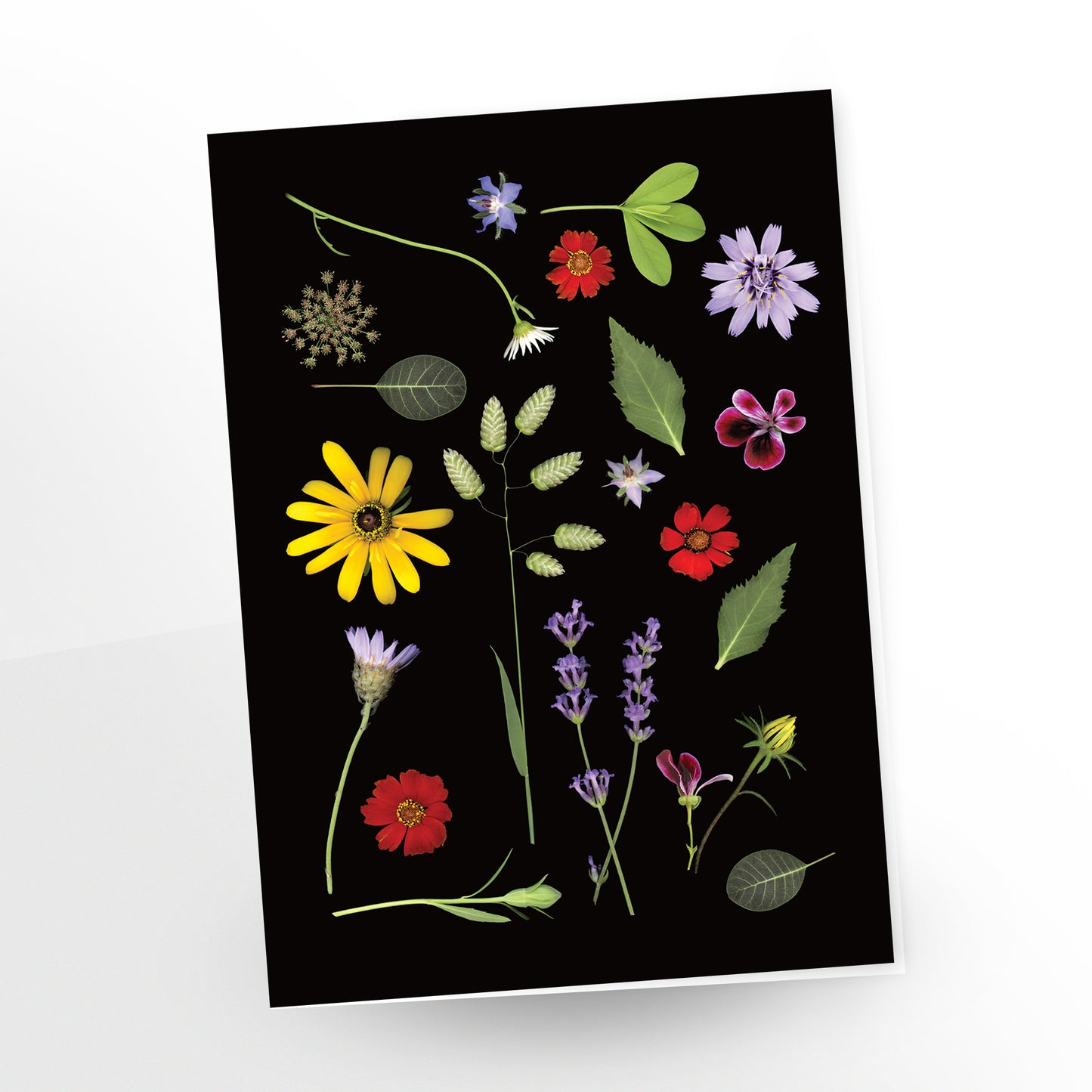 blank art card, mixed flowers and leaves from rosalind's garden n a black background, sku gc-299, scanography by carmen grenier.