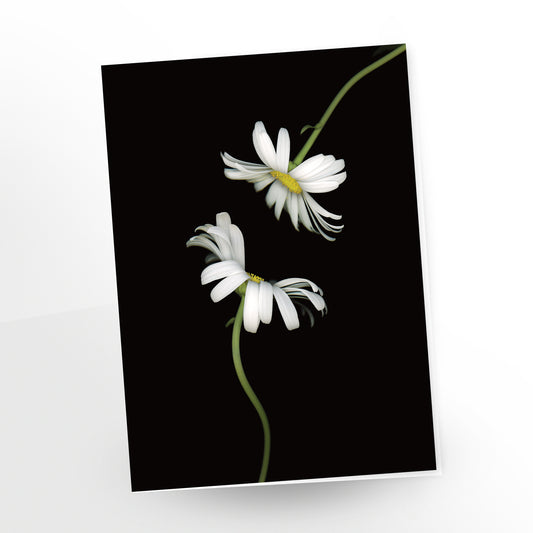 blank art card, two shasta daisy on a black background., sku number gc-403,  scanography by carmen grenier.