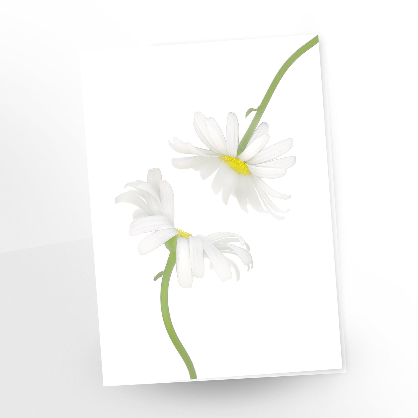 blank art card, two shasta daisies facing each other on white background sku gc-405, scanography by carmen grenier