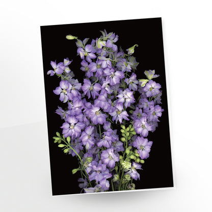 a beautiful bouquet of purple larkspur on a black background, greeting card by carmen grenier, gc-113