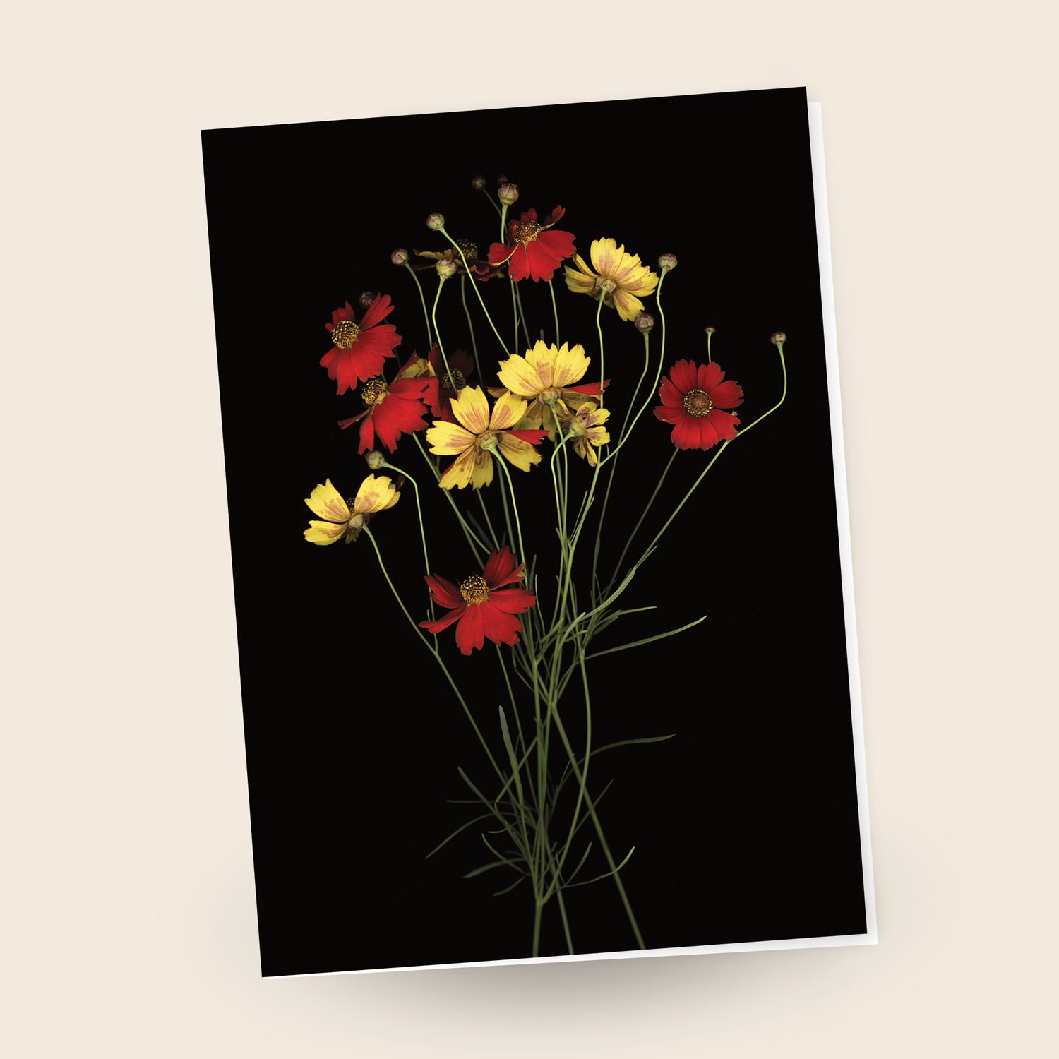 greeting card with coreopsis tincture on a black background sky gc-298 by carmen grenier