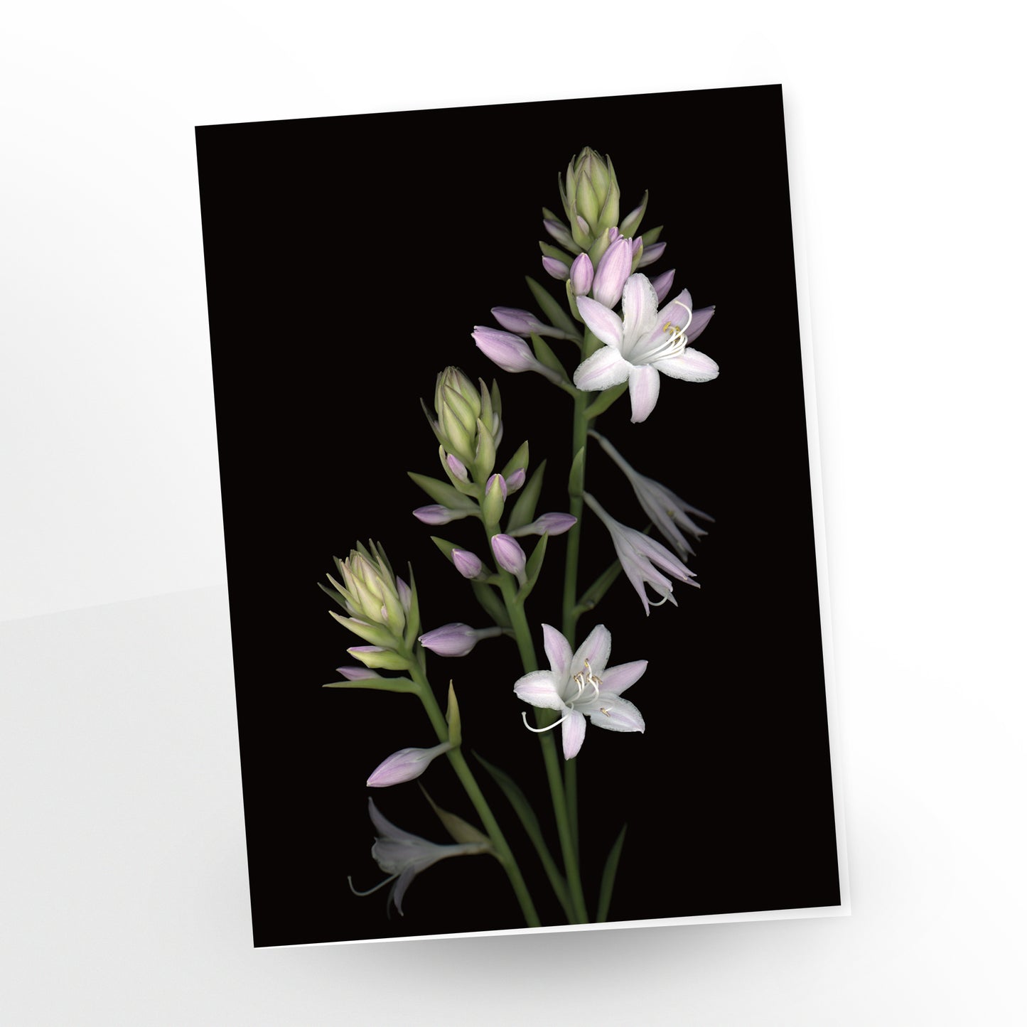 blank art card, hosta blooms on a black background. sku gc-300, scanography by carmen grenier