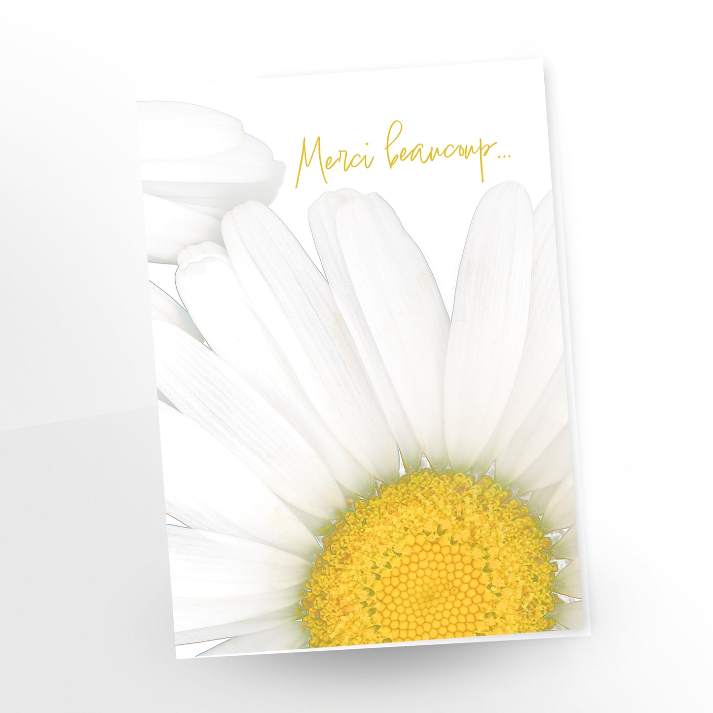 blank art greeting card, 5x7 inches, french, merci beaucoup,  two shasta daisies, gc-413, carmengrenier.com