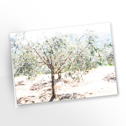 blank art greeting card, olive grove, sunny, overexposed, sunlight, summer holidays, GC-127, CarmenGrenier.com