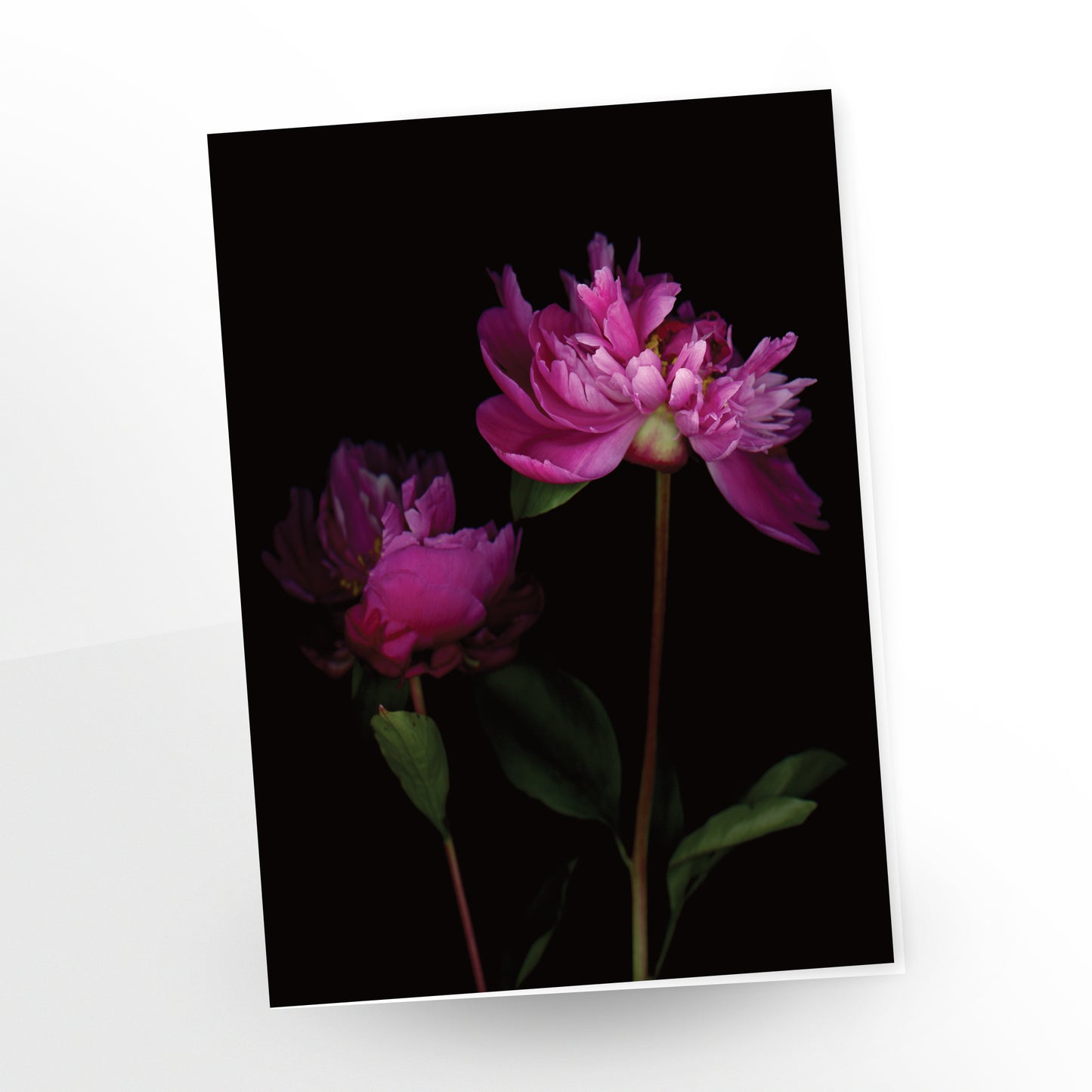 two pink peonies on a black background, greeting card by carmen grenier, gc-106