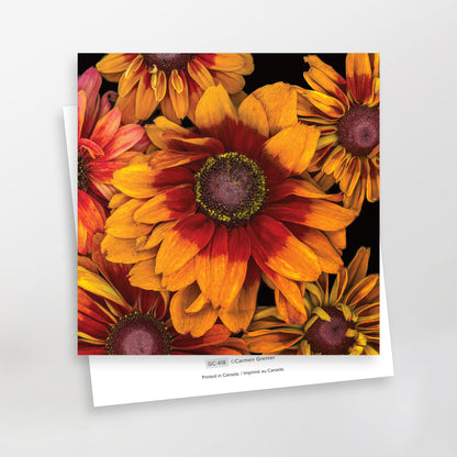 Rudbeckia 'Sahara' - Greeting Cards