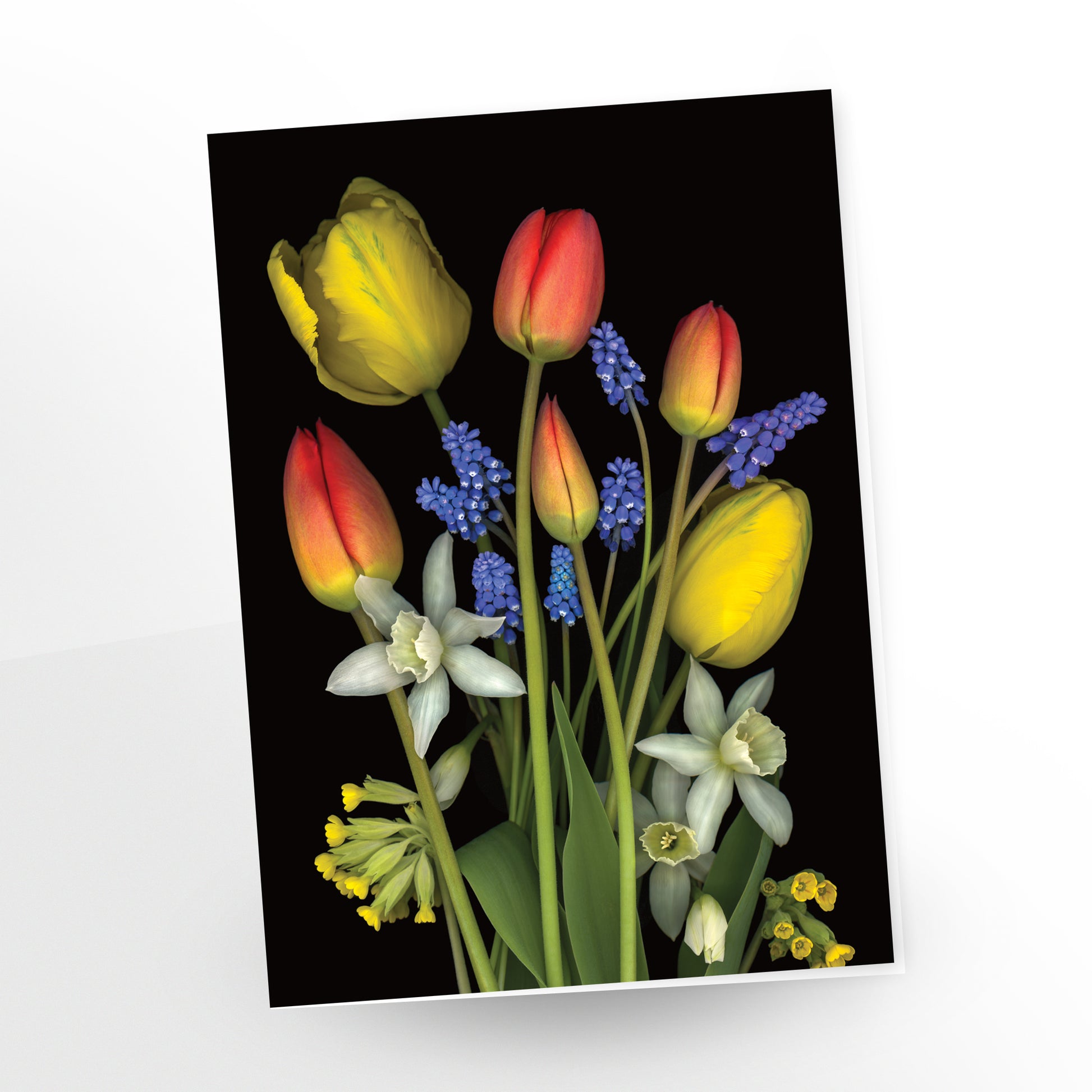 blank art card, bouquet of tulips, muscari, daffodils and cowslips on a black background, sku gc-416, scanography by carmen grenier.