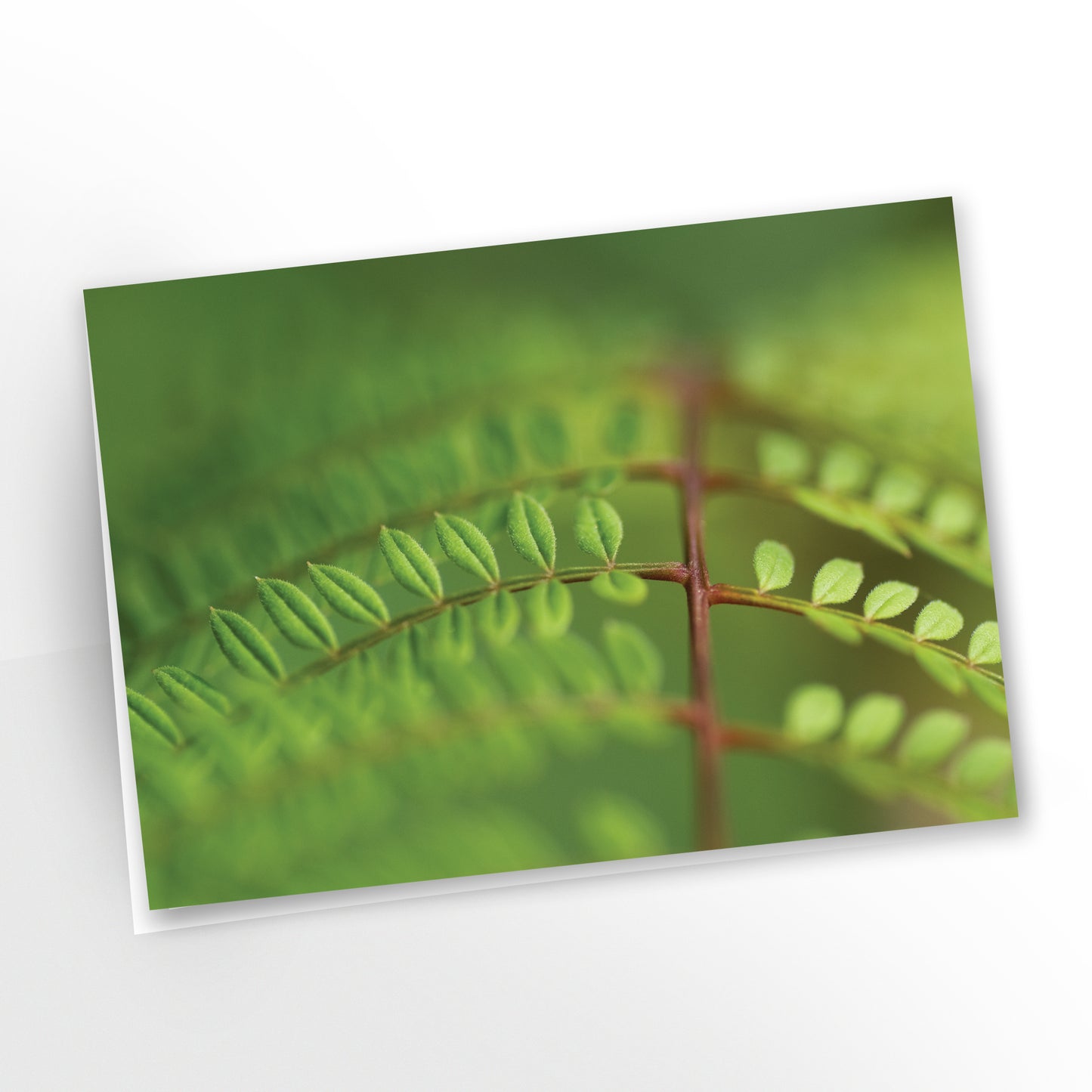 blank art greeting card, 7x5 inches, green foliage, symmetry, thank you, jacaranda mimosifolia, gc-118, carmengrenier.com