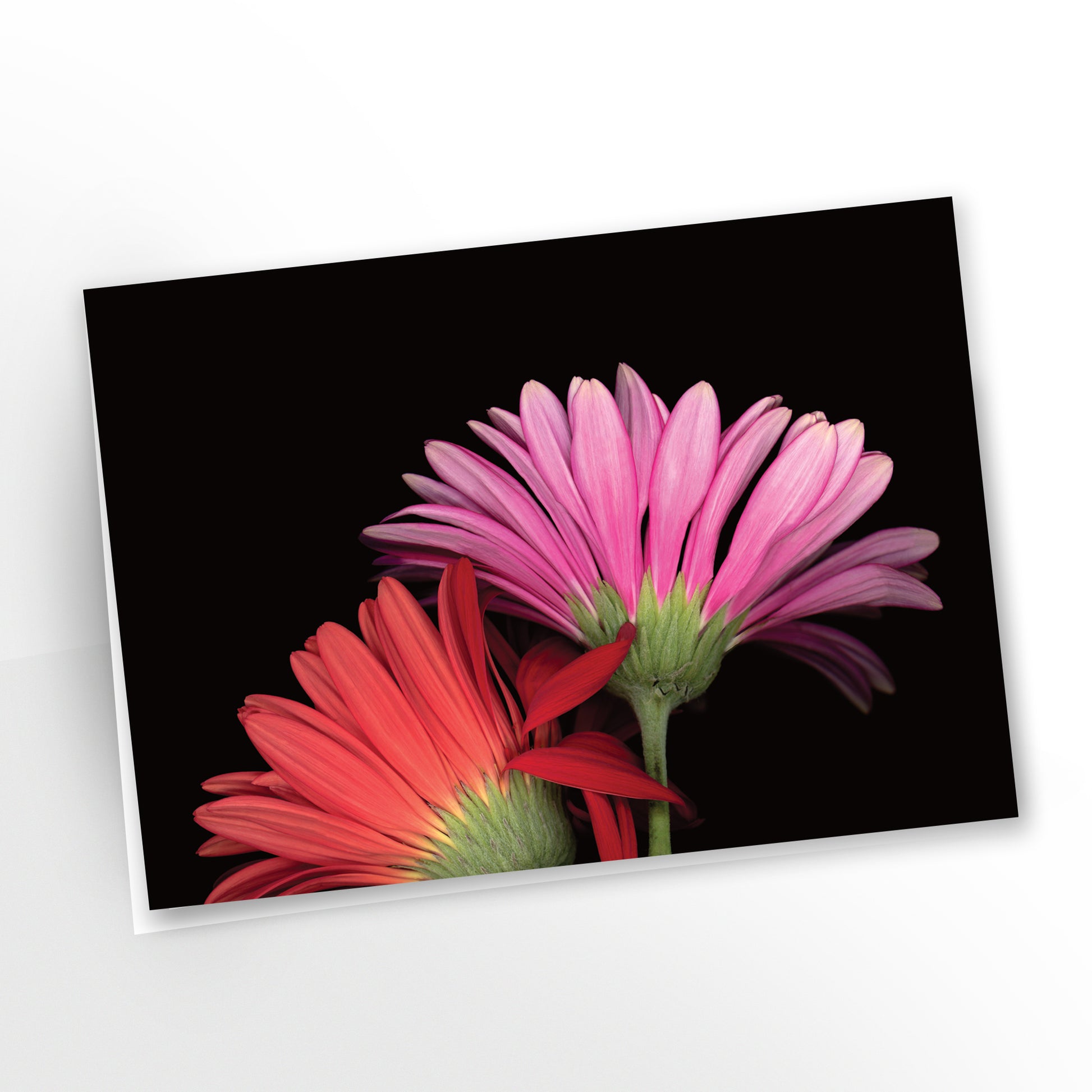 blank art greeting card, two vibrant gerbera daisies in a loving hug, black background, sku  gc-115