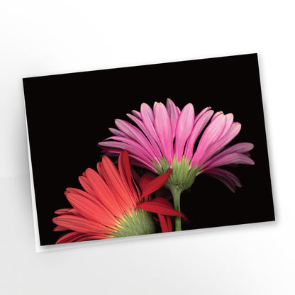 blank art greeting card, two vibrant gerbera daisies in a loving hug, black background, sku  gc-115