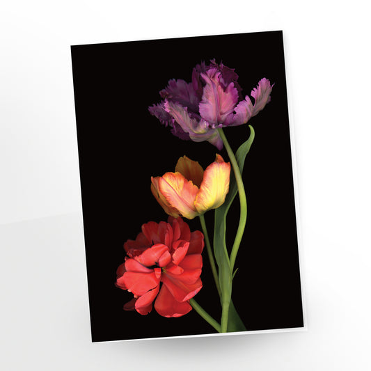 three colourful tulips on a black background, greeting card, gc-294, scanography by carmen grenier