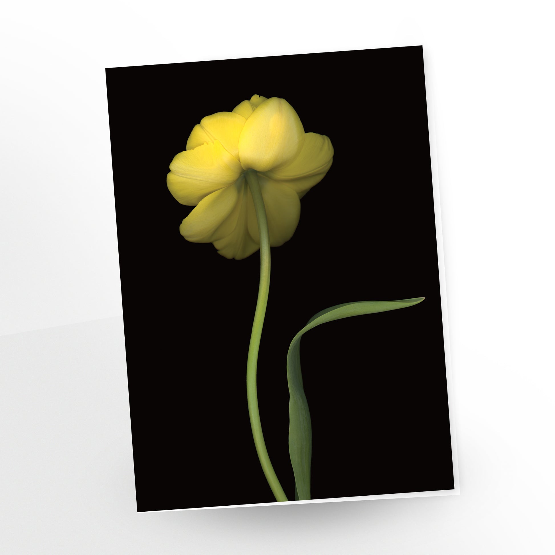 sublime, a shy tulip turning away from the camera, greeting card, gc278, scanography by carmengrenier