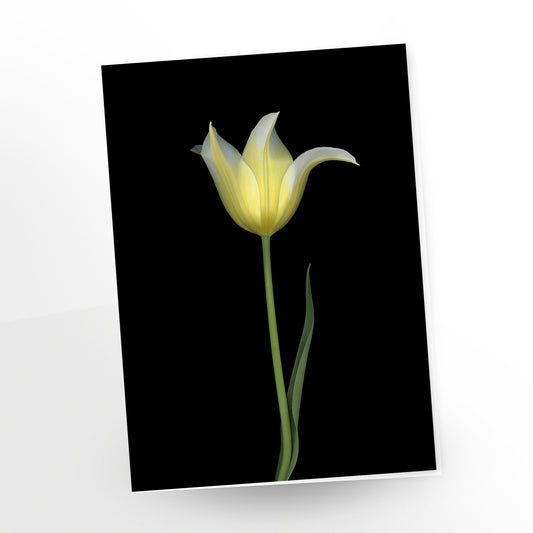 transparence, single yellow tulip on black background, greeting card, gc286, scanography by carmen grenier