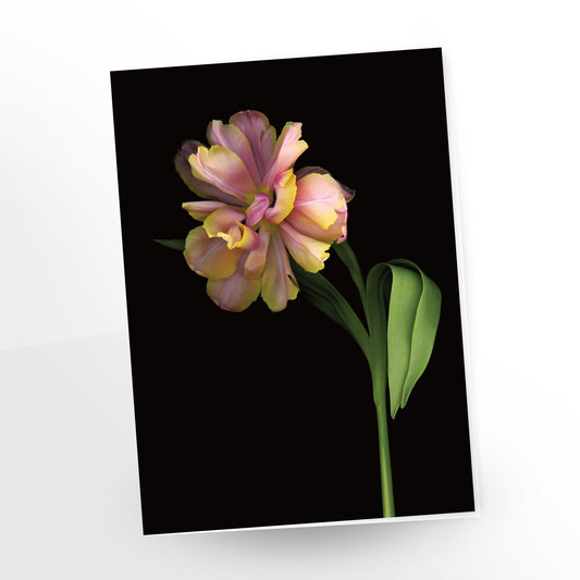 quintessence, a single  yellow, peach and pink tulip on black background, greeting card, gc105, scanography by carmengrenier