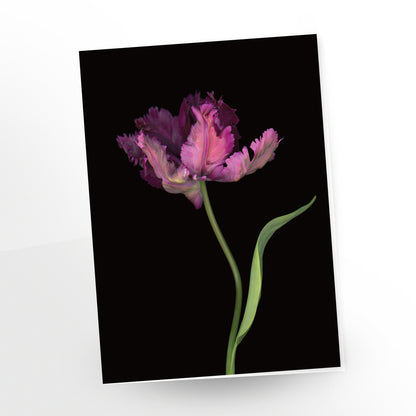 noblesse, single deep purple parrot tulip on a black background, gc144, greeting card, scanography by carmengrenier.