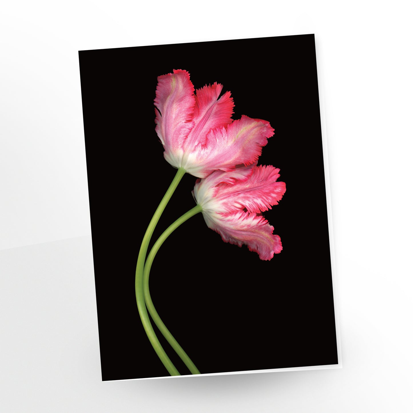 thinking of you, two pink and white parrot tulips on a black background, greeting card, gc111 scanography by carmen grenier