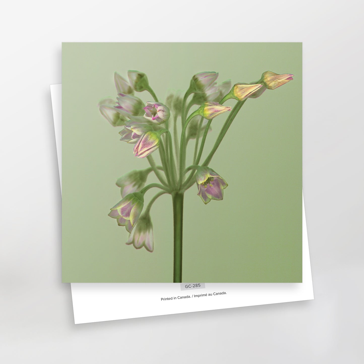 blank art card featuring the Bulgaricum Allium—also known as Sicilian Honey Garlic, sku gc-285, CarmenGrenier.com