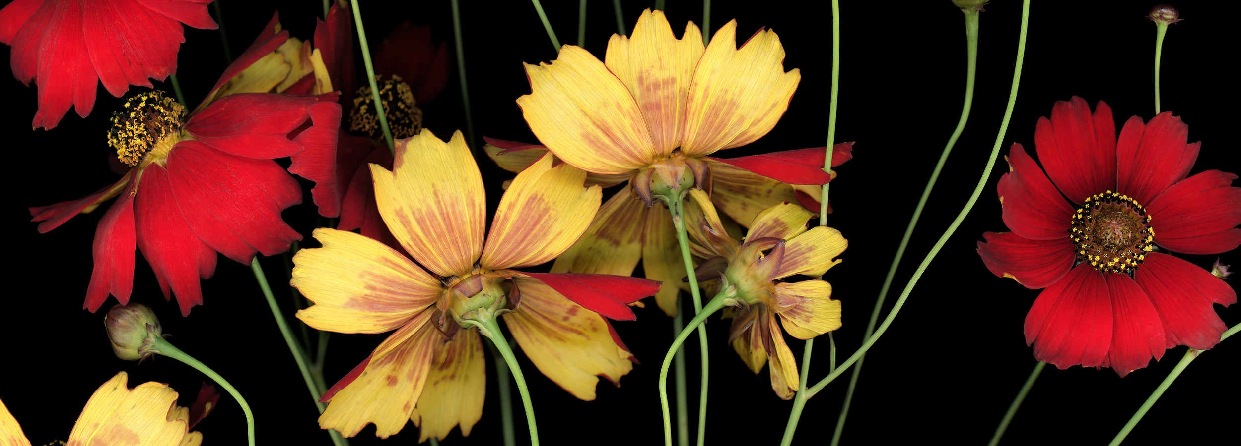 Coreopsis tinctoria (red and yellow flowers) on a black background. Scanography by Carmen Grenier