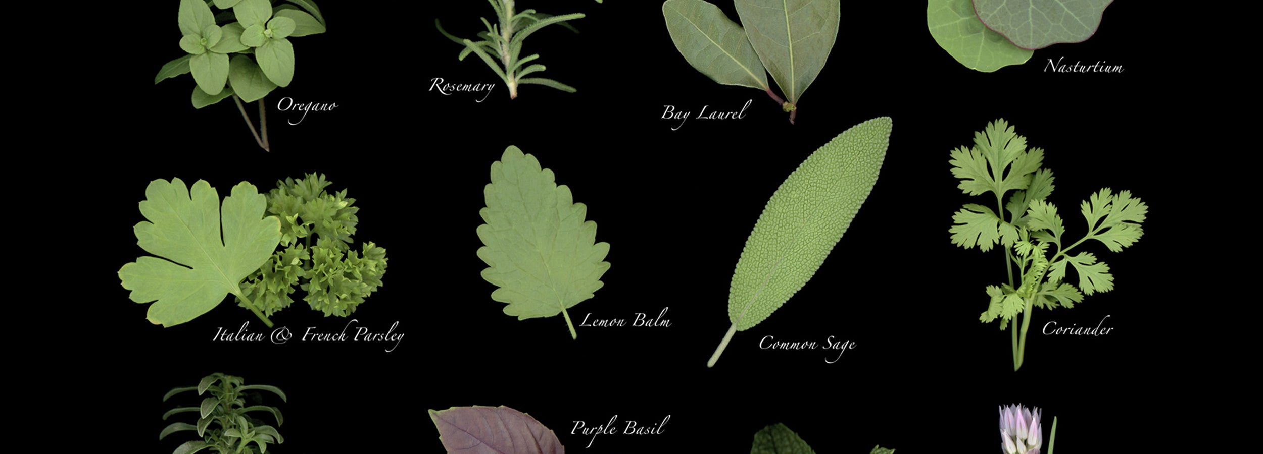 Display of fresh fine herbs on a black background. Scanography by Carmen Grenier. CarmenGrenier.com