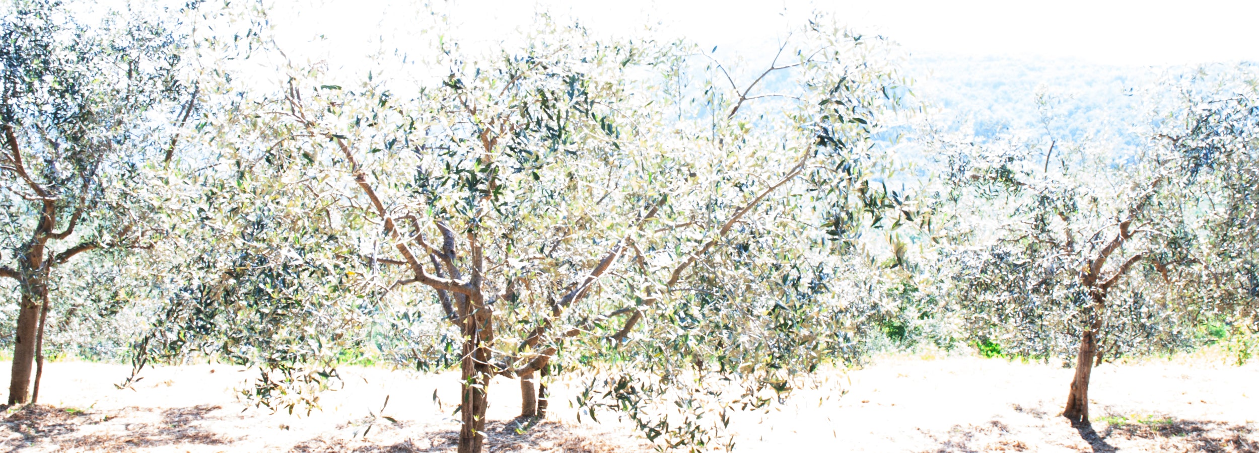 mood greeting cards olive grove istria 