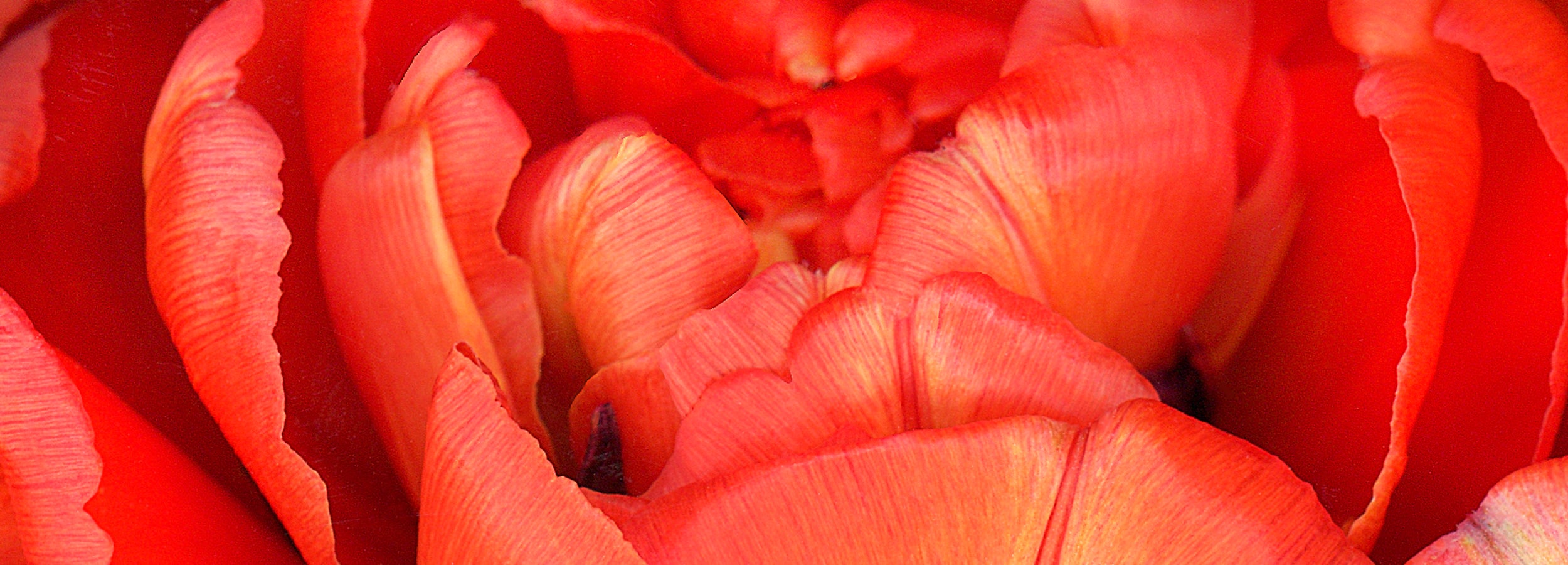 close-up of an orange tulip, details of petals