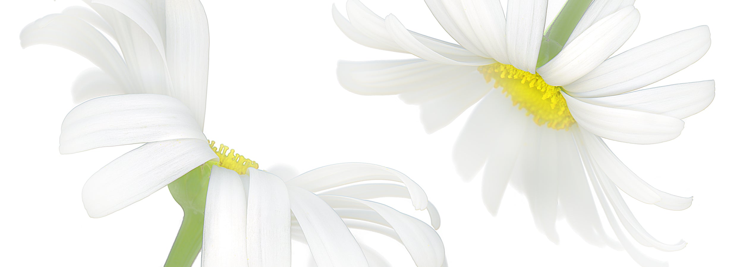 two shasta daisies on a white background greeting card gc-400 by carmen grenier