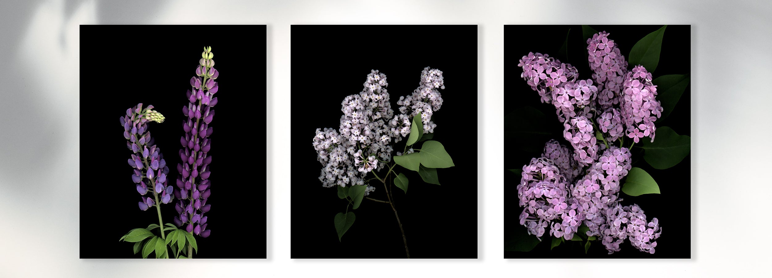 open edition fine art ^prints, display of three photographs lilac to purple tone 