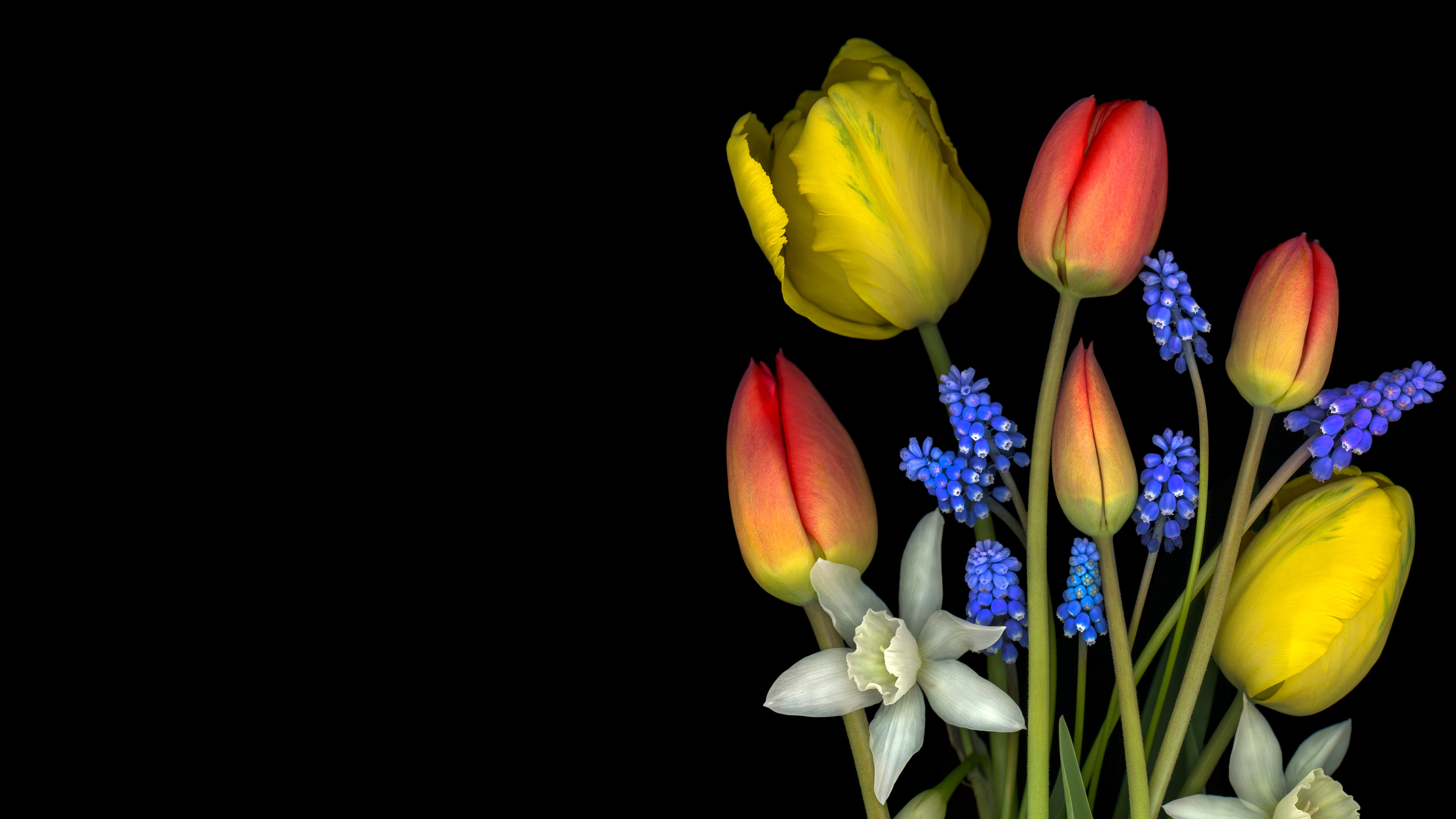 spring flowers in bloom on a black background carmen grenier 