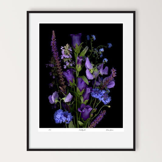 a refined composition of blue and purple flowers on a black background, limited edition print 16x20 inches, led-700 by carmen grenier