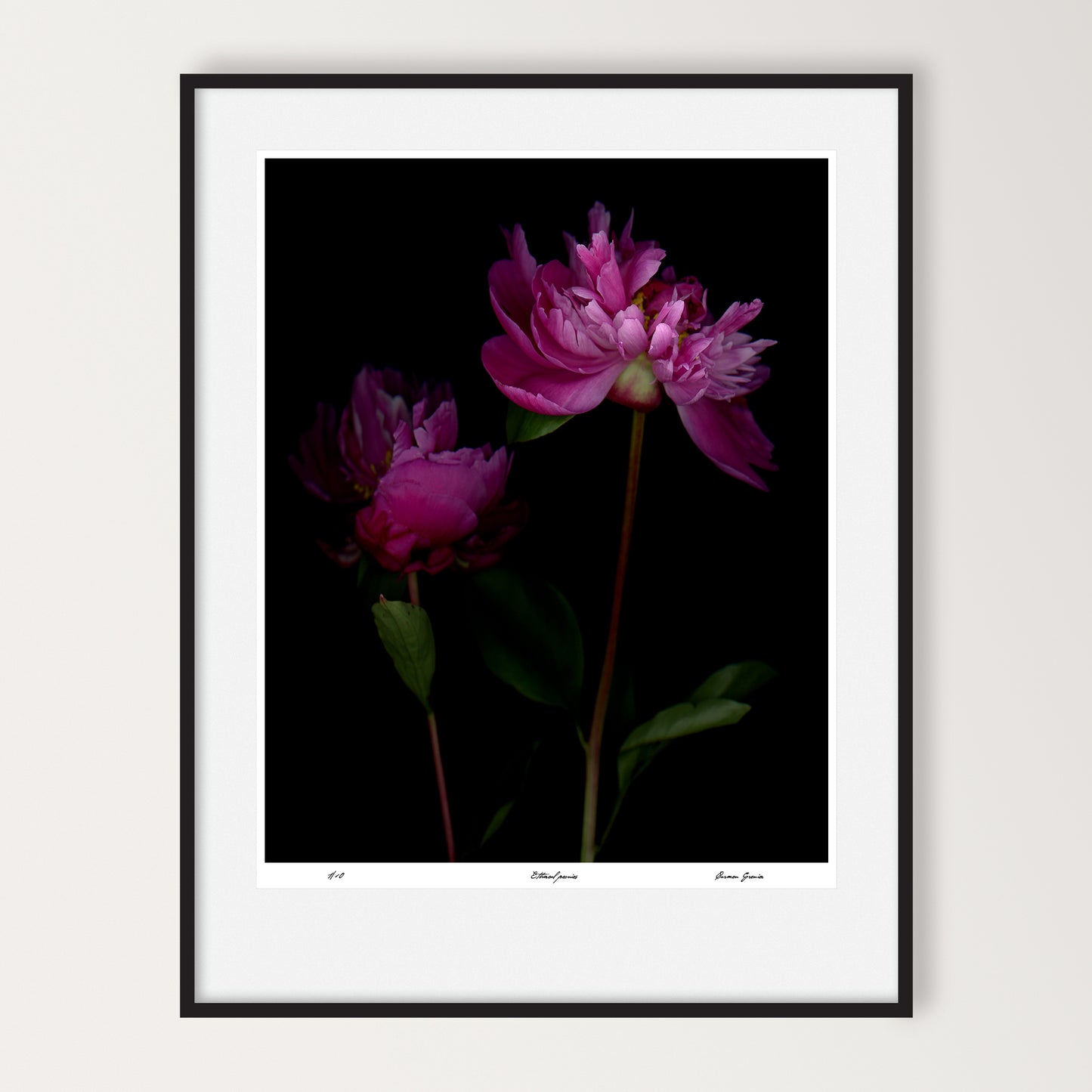 two pink peonies on a black background, limited edition print by carmen grenier, led-701-16x20