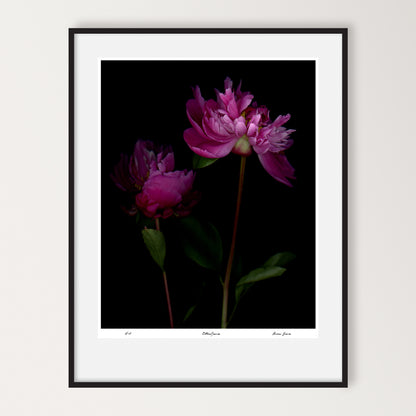 two pink peonies on a black background, limited edition print by carmen grenier, led-701-16x20