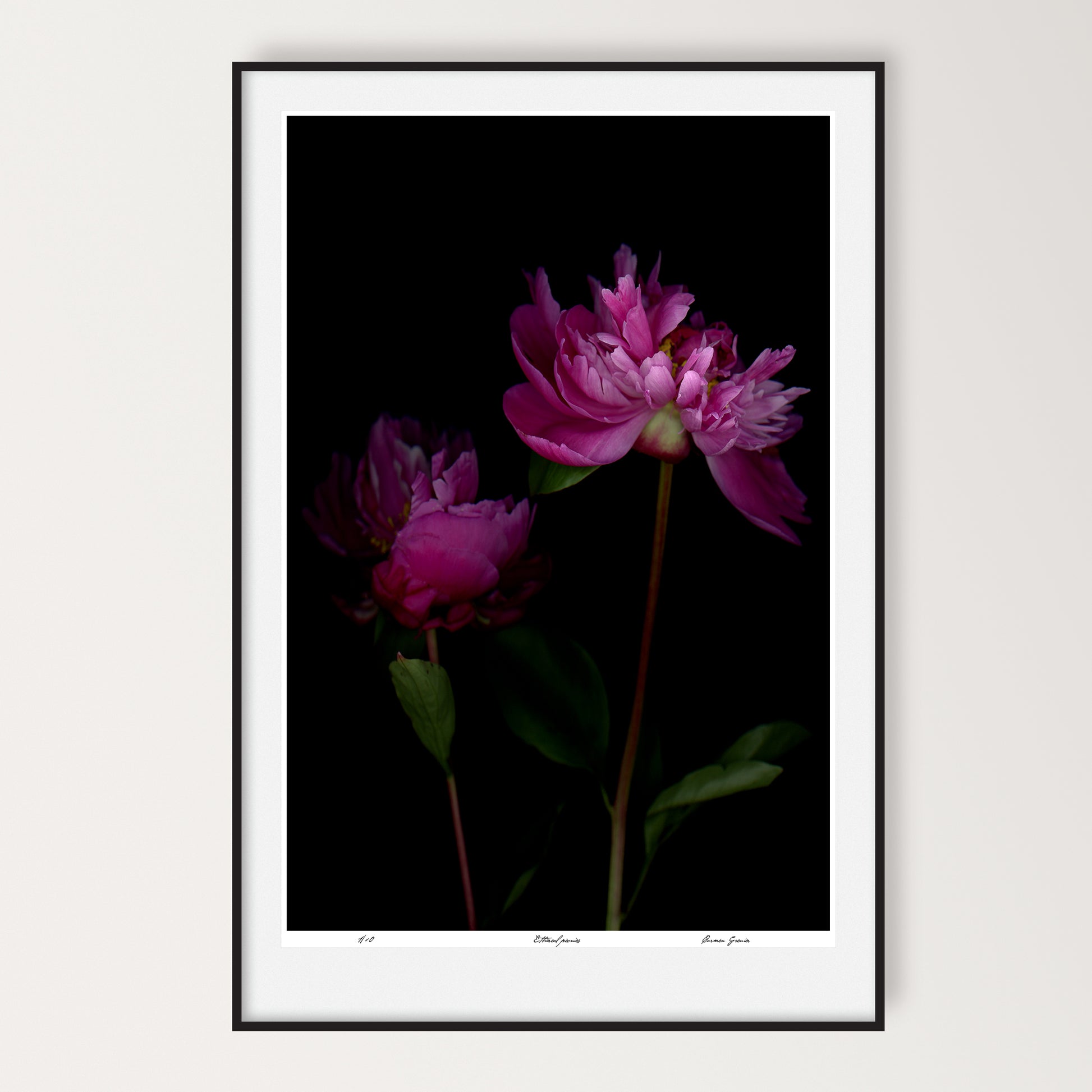 two pink peonies on a black background, limited edition print by carmen grenier, led-701-24x36