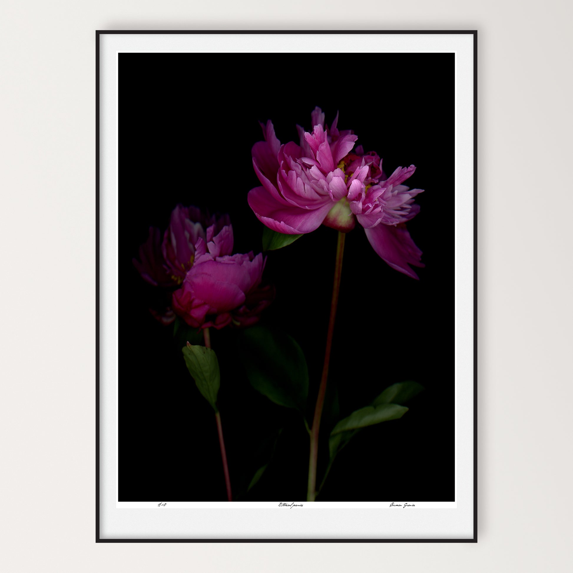 two pink peonies on a black background, limited edition print by carmen grenier, led-701-36x48