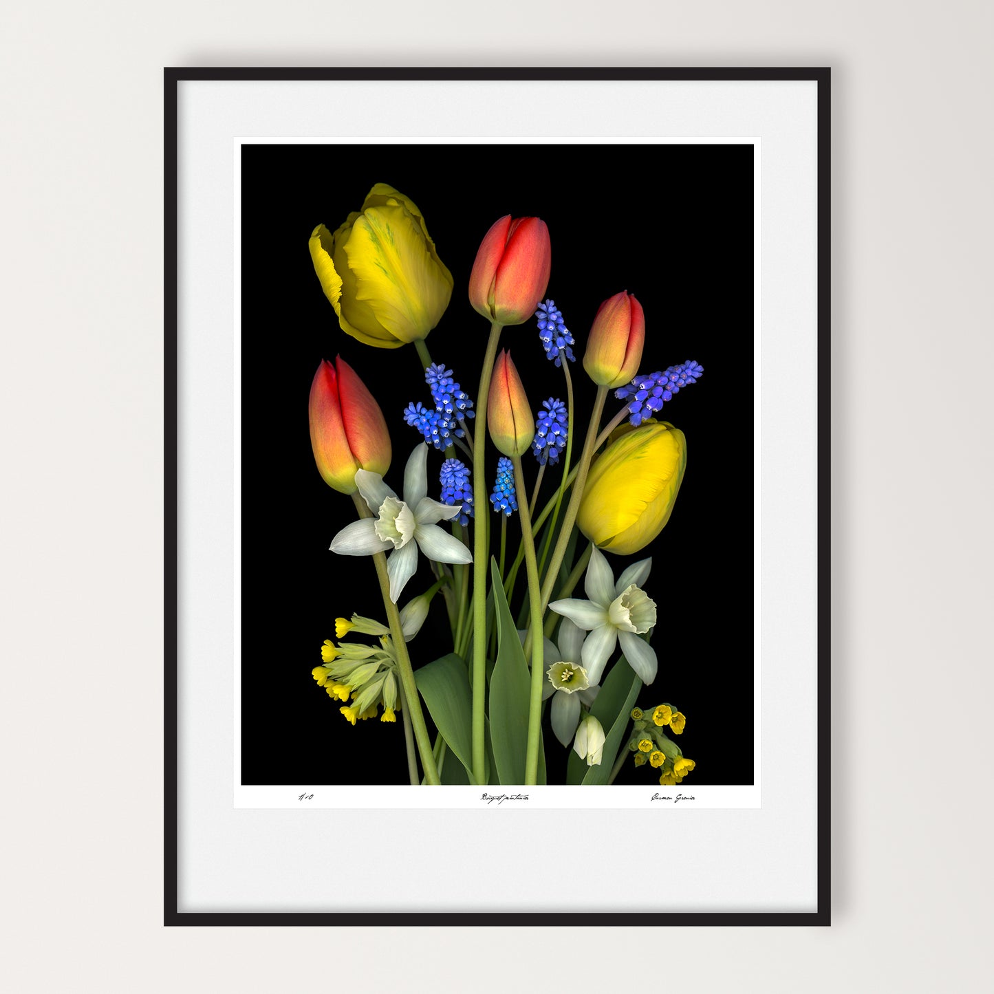 bouquet of red and yellow tulips, muscari, daffodils and cowslips on a black background, limited edition print 16x20 inches, led-702-16x20 by carmen grenier