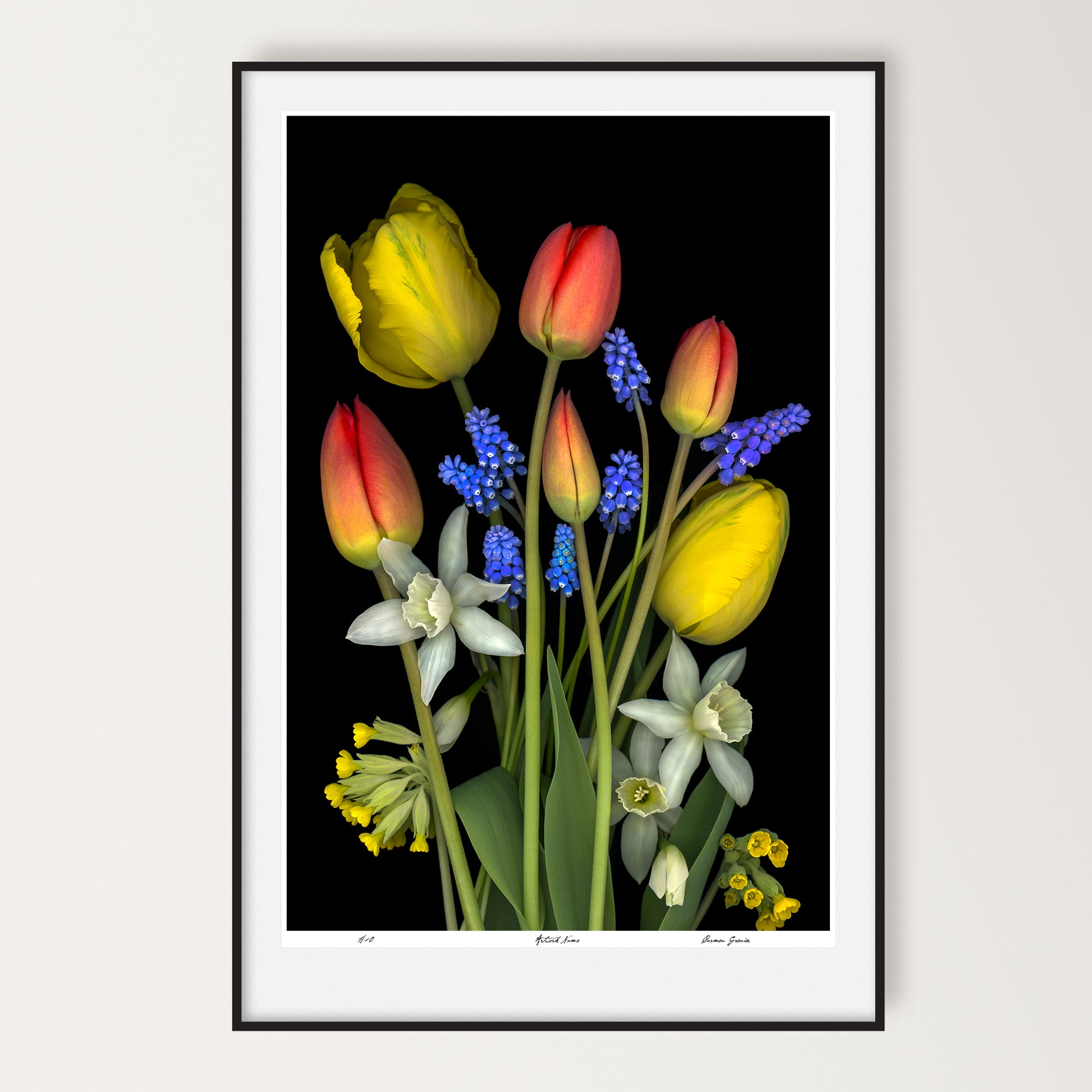 bouquet of red and yellow tulips, muscari, daffodils and cowslips on a black background, limited edition print 24x36 inches, led-702-24x36 by carmen grenier