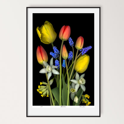 bouquet of red and yellow tulips, muscari, daffodils and cowslips on a black background, limited edition print 24x36 inches, led-702-24x36 by carmen grenier