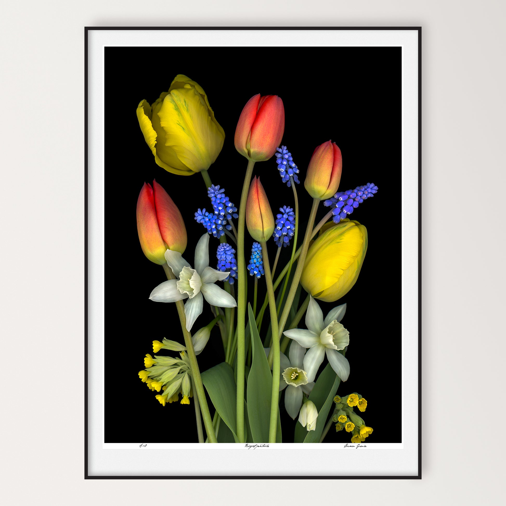 bouquet of red and yellow tulips, muscari, daffodils and cowslips on a black background, limited edition print 36x48 inches, led-702-36x48 by carmen grenier