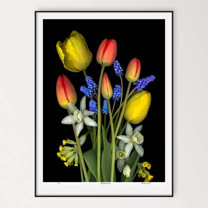 bouquet of red and yellow tulips, muscari, daffodils and cowslips on a black background, limited edition print 36x48 inches, led-702-36x48 by carmen grenier