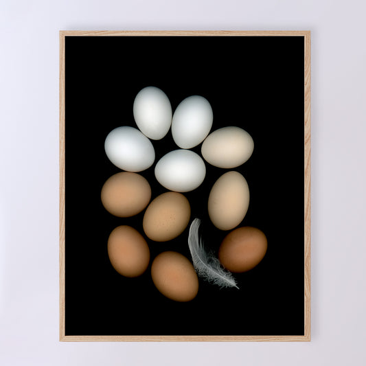 Chicken eggs in an array of colours of pure white to deep brown and muted beige with one feather on a black background, 8x10 inches prints, OE-350-1, by Carmen Grenier