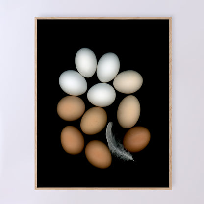 Chicken eggs in an array of colours of pure white to deep brown and muted beige with one feather on a black background, 11x14 inches prints, OE-350-2, by Carmen Grenier