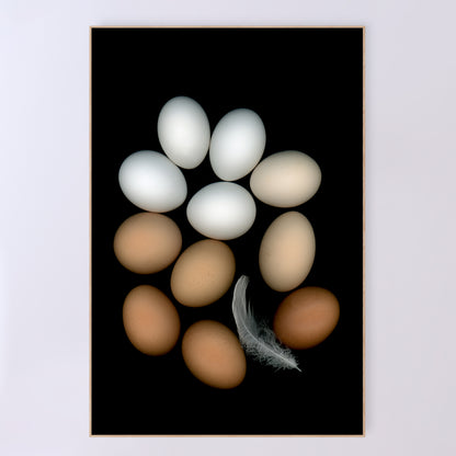 Chicken eggs in an array of colours of pure white to deep brown and muted beige with one feather on a black background, 24x36 inches prints, OE-350-4, by Carmen Grenier