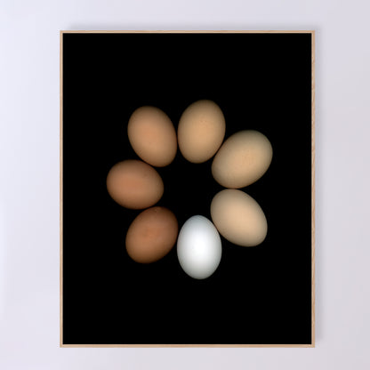 A circle of chicken eggs in an array of colours of pure white to deep brown and muted beige on a black background, 16x20 inches prints, OE-351-3, by CarmenGrenier.com