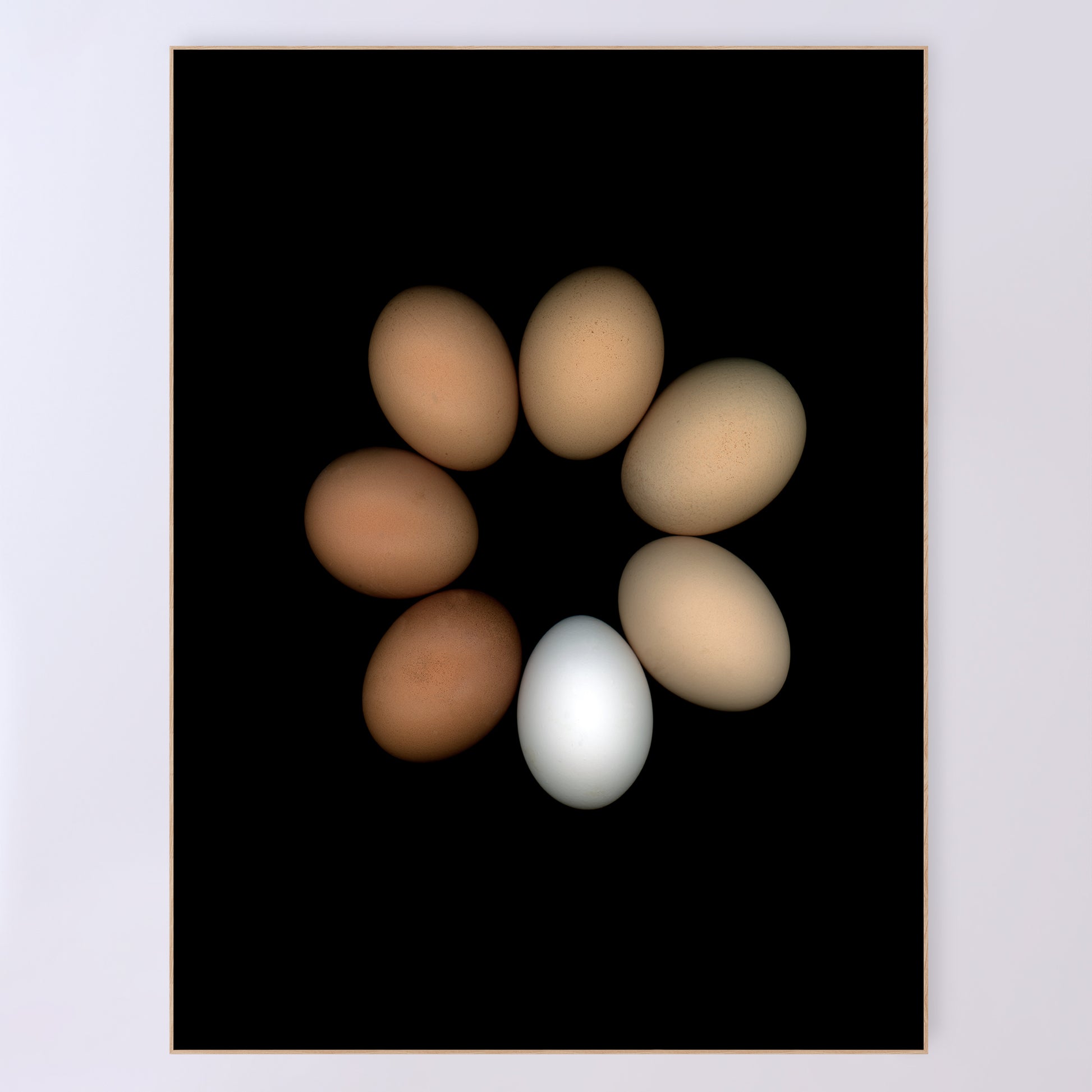 A circle of chicken eggs in an array of colours of pure white to deep brown and muted beige on a black background, 36x48 inches prints, OE-351-5, by CarmenGrenier.com